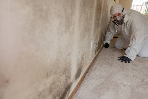 Best Mold Odor Removal Services  in Ball Pond, CT
